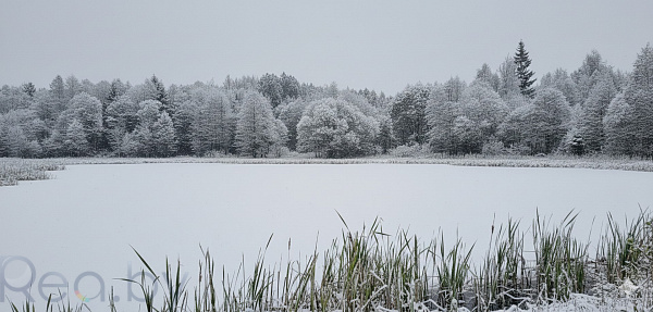 Участок 10 соток, Логойский район, СТ Борщевник