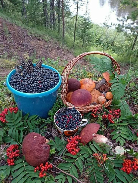 Участок, 11 соток, Минский р-н, СТ Телепашня